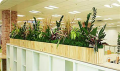 なぜ観葉植物が必要なのか