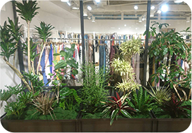 観葉植物
