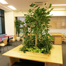 観葉植物