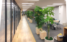 観葉植物