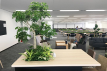 観葉植物