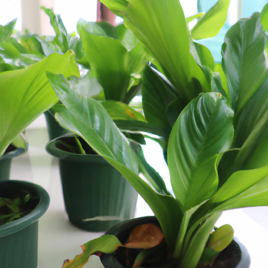 オフィスに最適な植物の選び方